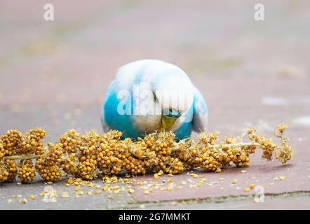 Copains bleus et blancs grignotant sur un rafle de millet. Gros plan d'un oiseau tout en mangeant Banque D'Images