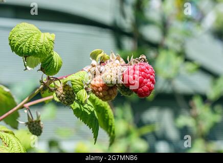 Plante de framboise avec le fruit à divers stades de maturité du rouge au vert. Le fruit est déliciuos et les feuilles sont parfois utilisées dans les tisanes. Banque D'Images