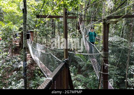 Promenade touristique sur la canopée dans la forêt tropicale du parc national de Taman Negara Banque D'Images