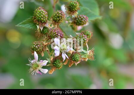 Zoomez sur les fruits et les fleurs de mûres de mûre sur un Bush par temps ensoleillé. Fruits. Banque D'Images
