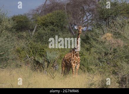 Jeune girafe monoticulée en alerte et regardant la caméra dans le parc national sauvage de Meru, au Kenya Banque D'Images