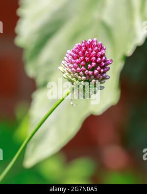 Petite tige de fleur d'Allium violette isolée contre un arrière-plan de feuille verte hors foyer Banque D'Images