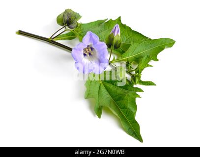 Niandra physalodes. Il est connu par les noms communs pomme-du-Pérou et plante de shoo-mouche. Isolé. Banque D'Images