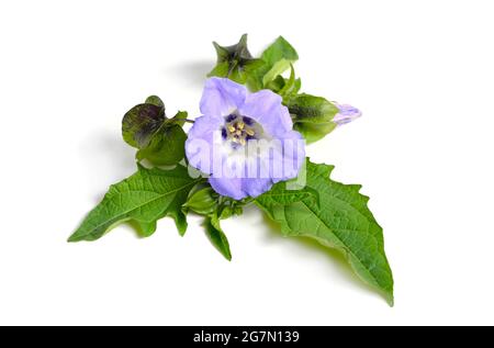 Niandra physalodes. Il est connu par les noms communs pomme-du-Pérou et plante de shoo-mouche. Isolé. Banque D'Images