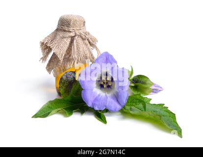 Niandra physalodes. Il est connu par les noms communs pomme-du-Pérou et plante de shoo-mouche. Isolé. Banque D'Images