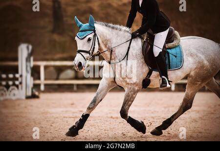 Un beau cheval gris aux prises avec une serrlecloth bleue sur son dos et un cavalier dans la selle gallops autour de l'arène, sur laquelle il y a des barrières pour Banque D'Images