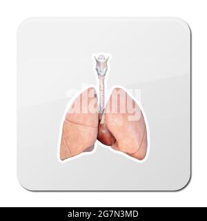 Illustration de l'icône d'anatomie des poumons humains isolée sur fond blanc, icône, rendu 3d, illustration Banque D'Images