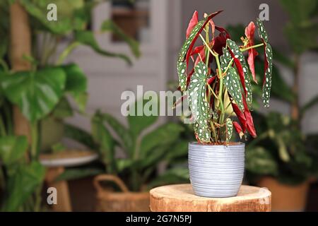 Plante maison exotique 'Begonia maculata' avec des points blancs dans un pot de fleur en céramique grise sur un stand de plante en bois avec plus de plantes en arrière-plan flou Banque D'Images