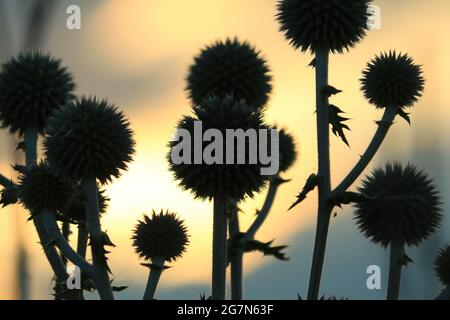 Silhouettes sombres de fleurs sauvages épineuses sphériques contre un ciel orangé et nuageux au coucher du soleil. Eryngium planum, bleu Eryngo. Banque D'Images