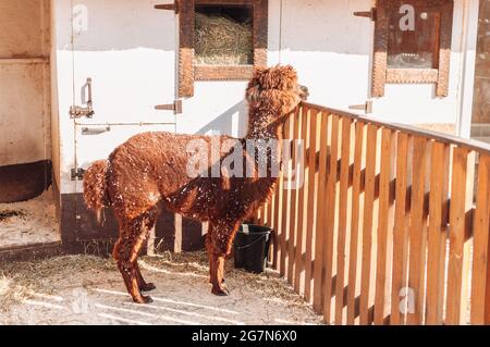 Llama dans une plume sur une ferme familiale, une lama rouge moelleuse. Portrait d'une fourrure alpaga.Lama est un bétail de ferme péruvien. Banque D'Images