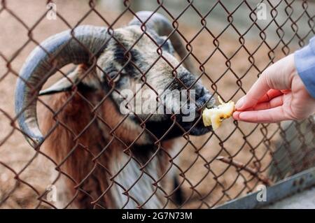 Nourrir la chèvre avec une pomme à travers la clôture. Un cliché amusant d'une chèvre grise dans un zoo mangeant des pommes des mains des visiteurs de derrière une clôture. G Banque D'Images