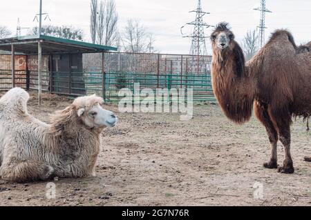 Deux chameaux dans un enclos d'une ferme regardent dans le cadre. L'animal est sur la ferme au zoo. Camelus bactrianus, un grand ongulé qui vit dans Banque D'Images