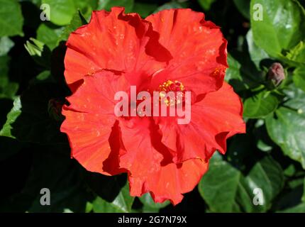 Hibiscus rosa sinensis fleur rouge en plein soleil Banque D'Images