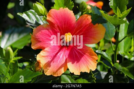 Hibiscus rosa sinensis fleur rouge avec pétales jaunes à franges en plein soleil d'été Banque D'Images