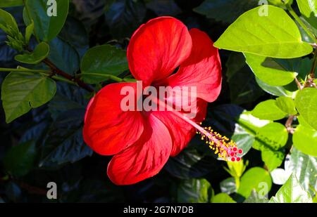 Hibiscus rosa sinensis fleur rouge en plein soleil Banque D'Images