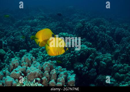 Butterflyfish doré (Chaetodon semilarvatus) monde sous-marin du récif corallien près de la baie de Makadi, Hurghada, Égypte Banque D'Images