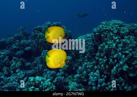 Butterflyfish doré (Chaetodon semilarvatus) monde sous-marin du récif corallien près de la baie de Makadi, Hurghada, Égypte Banque D'Images