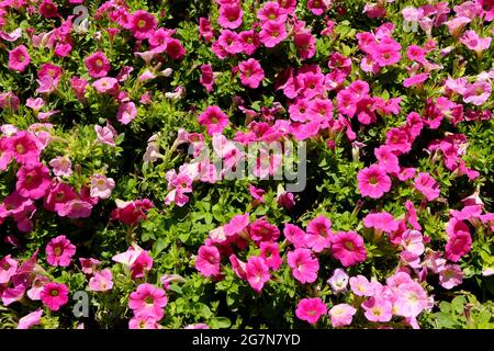 Pétunia rose fleurit au soleil éclatant Banque D'Images