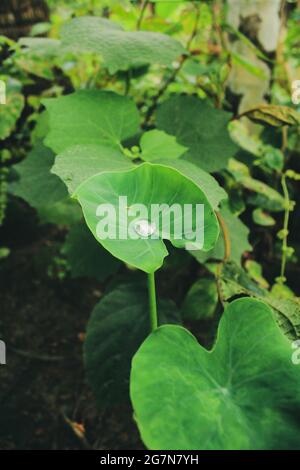 belle usine médicale, plante asiatique dans la nature Banque D'Images