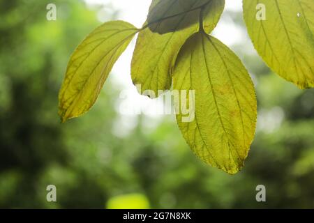 Feuille de jujujube de fruit indienne avec fond de bokeh doux Banque D'Images