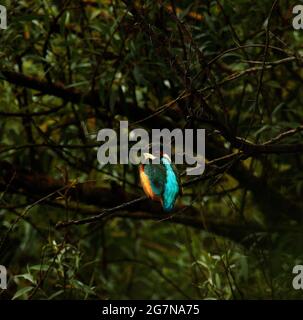 Kingfisher Banque D'Images