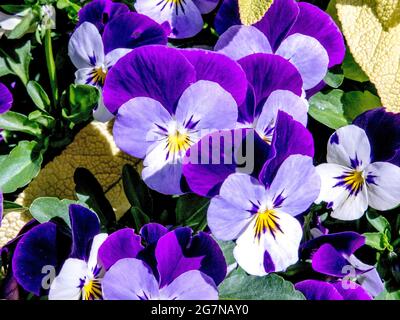 Bouquet de pansies - UN joli gros plan d'un bouquet de pansies pourpres, blanches, et jaunes. Banque D'Images