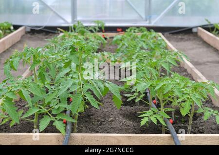 Des rangées de plants de tomate poussant sur un lit de légumes dans une serre avec un système d'irrigation goutte à goutte. Concept d'agriculture biologique. Banque D'Images