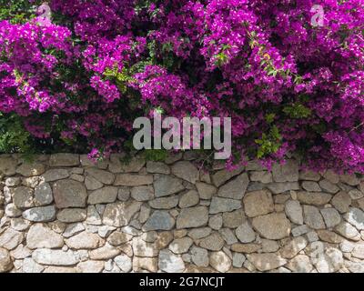 Bougainvilliers et mur de pierre sec. Fleurs et plantes. Végétation méditerranéenne, villas et maisons ornées de plantes aux couleurs vives. Vacances Banque D'Images