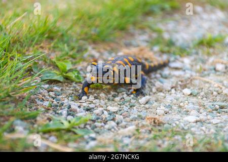 Salamandre feu européen (Salamandra salamandra), un amphibien noir jaune tacheté dans son habitat naturel Banque D'Images