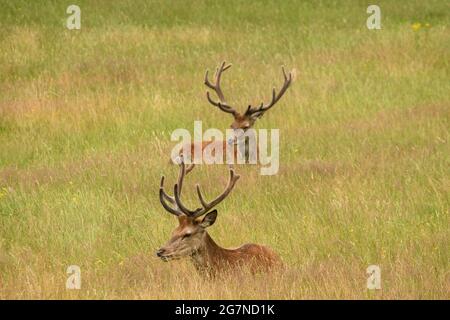 Pâturage des cerfs à Richmond Park, Royaume-Uni Banque D'Images