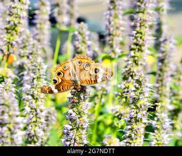 Un Buckeye commun (Junonia coenia) avec un morceau sorti d'une aile accrochée à l'envers sur Aniseed Hyssop (Agastache foenicule) Banque D'Images