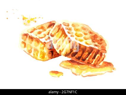 Composition de nids d'abeilles. Illustration aquarelle dessinée à la main Banque D'Images