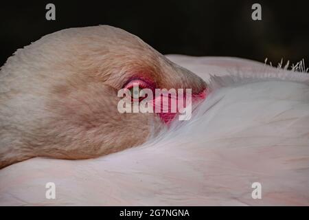 Détail de la tête et du cou de Flamingo.Pink flamants de plumes et d'oeil.repos grand flamants, Phoenicopterus roseus, gros plan.oiseau exotique dans LE ZOO. Banque D'Images