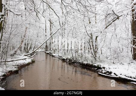 Un ruisseau coule tranquillement dans la forêt enneigée en hiver. Banque D'Images