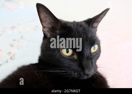 Chat noir adulte simple (Felis catus) avec expression faciale étrange Banque D'Images