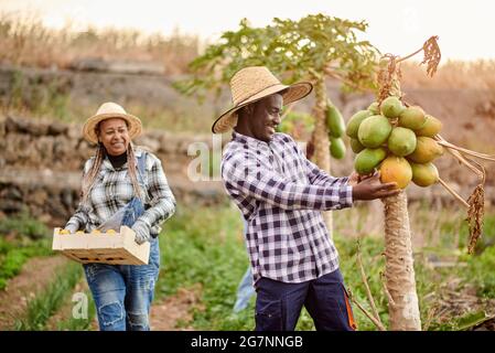 Joyeux cultivateur afro-américain touchant la pawpaw sur la plante contre une amie femelle avec une boîte de fruits sur la plantation Banque D'Images