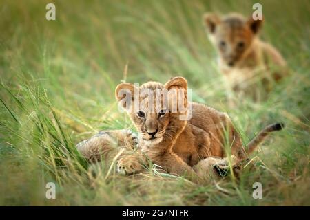 3 oursons de lion jouant dans la longue herbe dans la réserve de jeu du kalahari central du Botswana Banque D'Images