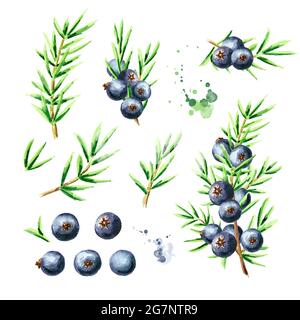 Baies et branches de genévrier. Illustration aquarelle dessinée à la main, isolée sur fond blanc Banque D'Images