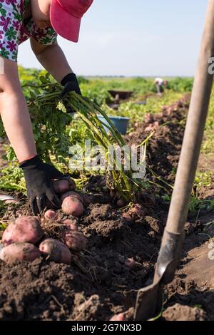 Jeune femme creusant des pommes de terre dans son propre jardin, manuellement avec une pelle. Banque D'Images