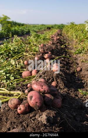 Une longue rangée de pommes de terre creusées sur le terrain avec de la saleté noire et du ciel bleu sur le fond. Banque D'Images