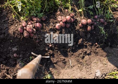 Pelle qui colle dans la terre avec des pommes de terre en morceaux, vue du dessus. Banque D'Images