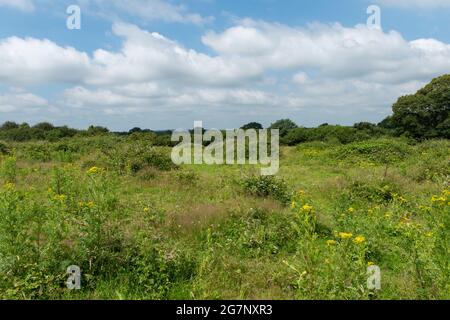 Vue sur la campagne sauvage au Knepp Estate Wildland, un site de remanlage pionnier dans West Sussex, Angleterre, Royaume-Uni, pendant l'été Banque D'Images