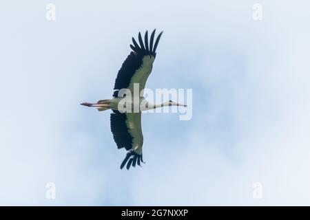 White Stork (Ciconia ciconia) survolant la Knepp Estate Wildland où un projet de réintroduction est en cours, West Sussex, Angleterre, Royaume-Uni Banque D'Images