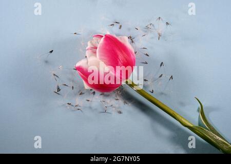 Gros plan d'une tulipe rose et blanche entourée de pétales de pissenlit Banque D'Images