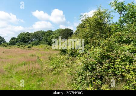 Vue sur la campagne sauvage au Knepp Estate Wildland, un site de remanlage pionnier dans West Sussex, Angleterre, Royaume-Uni, pendant l'été Banque D'Images