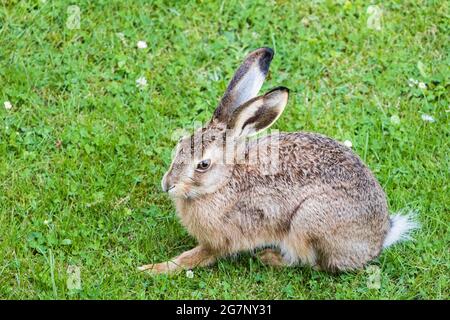 Lièvre européen ou lièvre brun (Lepus europaeus) reposant sur une pelouse de jardin, faune, Allemagne, Europe Banque D'Images
