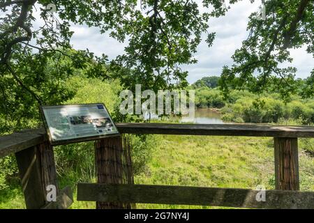 Vue depuis une plate-forme en bois dans un chêne mature sur le Knepp Estate Wildland, un site de remanier dans West Sussex, Angleterre, Royaume-Uni Banque D'Images