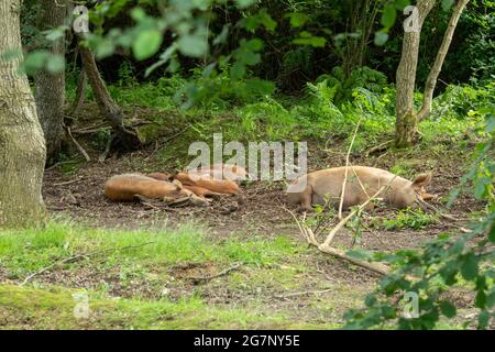 La famille de porcs Tamworth, la mère sement et les porcelets, dormant dans les bois pendant l'été à la Knepp Estate Wildland, un site de remanlage à West Sussex, Royaume-Uni Banque D'Images