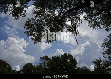 Les arbres ont été taillés contre les nuages dans le centre-nord de la Floride. Banque D'Images