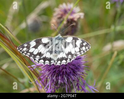 Melanargia galathea, le papillon blanc marbré perché sur une fleur de chardon. Banque D'Images